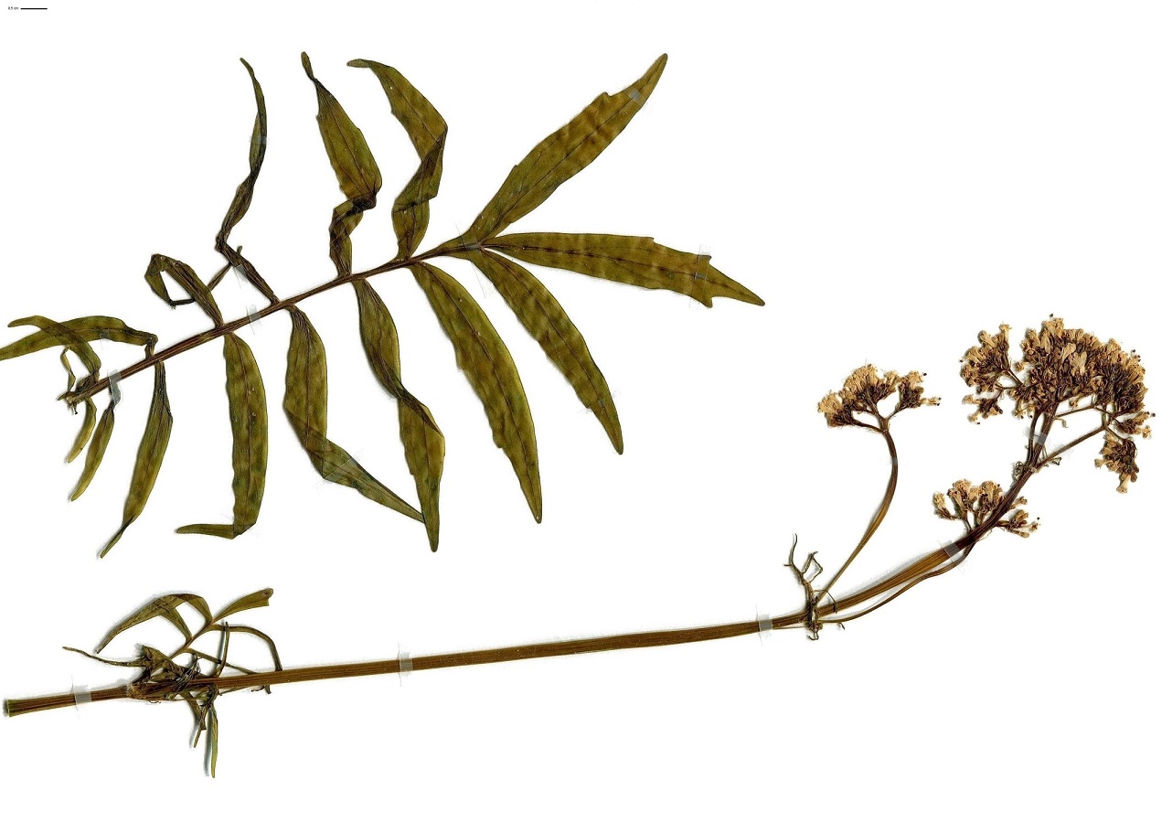 Valeriana officinalis subsp. tenuifolia (Caprifoliaceae)